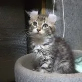 アメリカンカール【神奈川県・女の子・2023年8月3日・ブラウンタビー&ホワイト】の写真5「人間の子供みたいです。」