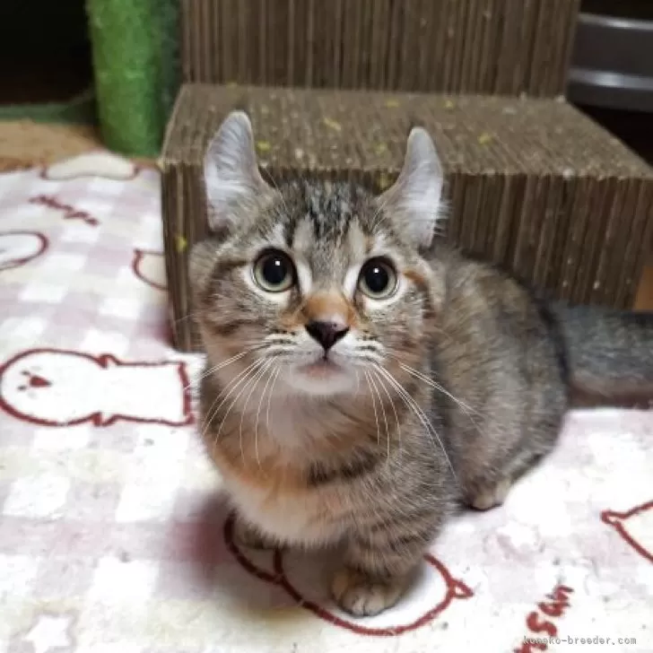 キンカロー【神奈川県・女の子・2025年7月31日・ブラウンマッカレルタビー】の写真1「写真より絶対に可愛い顔立ちです！カメラがまだ怖いみたいです。」