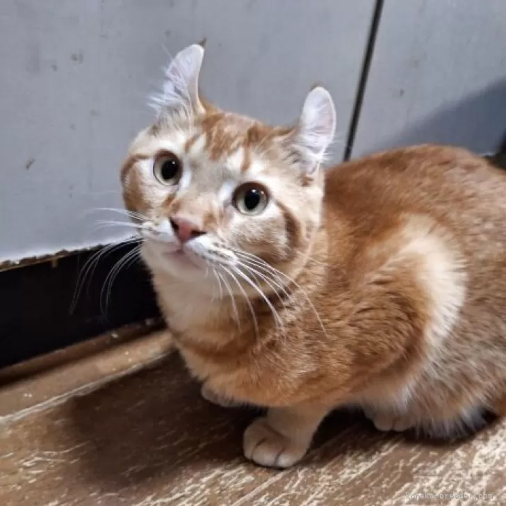 キンカロー【神奈川県・男の子・2025年2月19日・レッドタビー】の写真1「いつもそばにいたがります。かまって欲しくて仕方ないようです、、」