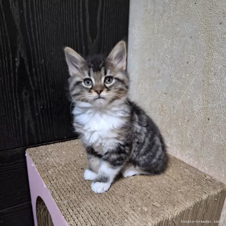 ウッチー 様のお迎えした子猫