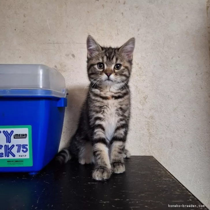 ID:2501-01151の子猫