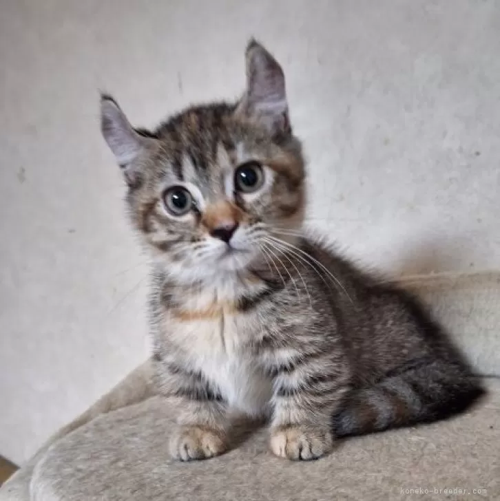 キンカロー【神奈川県・女の子・2025年7月31日・ブラウンマッカレルタビー】の写真1「表情豊かです。写真によって、顔が違います、、苦笑。」
