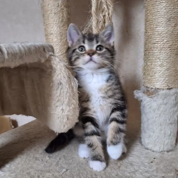 H.O 様のお迎えした子猫