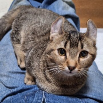 キンカロー【神奈川県・男の子・2025年7月31日・ブラウンタビー（ショートヘアー・短毛）】の写真「《訳あり》の短足くんです。紹介文を読んで下さいね！」