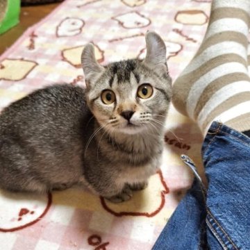 キンカロー【神奈川県・女の子・2025年7月31日・ブラウンタビー（ショートヘアー・短毛）】の写真「甘えたな短足ちゃん。写真写りは悪いです！」