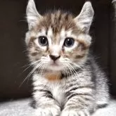 キンカロー