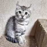 キンカロー