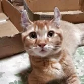 キンカロー
