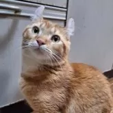 キンカロー【神奈川県・男の子・2025年2月19日・レッドタビー】の写真2「ストーカー猫。」