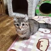 キンカロー【神奈川県・女の子・2025年7月31日・ブラウンマッカレルタビー】の写真3「カメラが苦手。表情が固い、、本当に可愛い顔立ちなのに、、苦笑。」