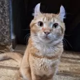 キンカロー【神奈川県・男の子・2025年2月19日・レッドタビー】の写真3