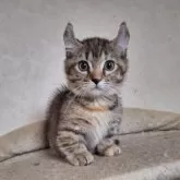 キンカロー【神奈川県・女の子・2025年7月31日・ブラウンマッカレルタビー】の写真4