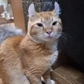 キンカロー【神奈川県・男の子・2025年2月19日・レッドタビー】の写真5「睡魔と戦い中、、」