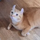 キンカロー【神奈川県・男の子・2025年2月19日・レッドタビー】の写真6