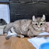 キンカロー【神奈川県・女の子・2025年7月31日・ブラウンマッカレルタビー】の写真6「足の長さがわかるかな？短足です。」