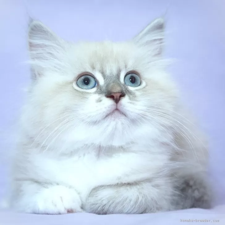 ID：2406-01377の子猫