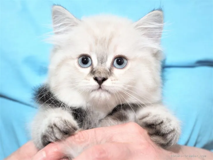 ID:2008-00353の子猫