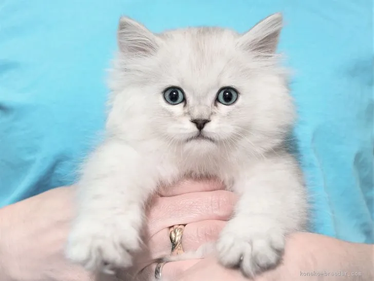 ID：2011-01722の子猫
