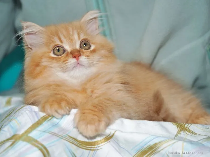 ID:1910-00507の子猫