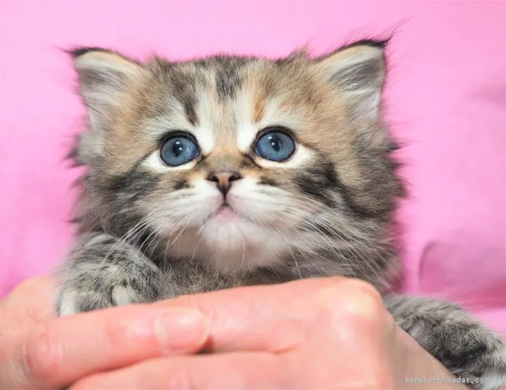 ID：2008-01023の子猫