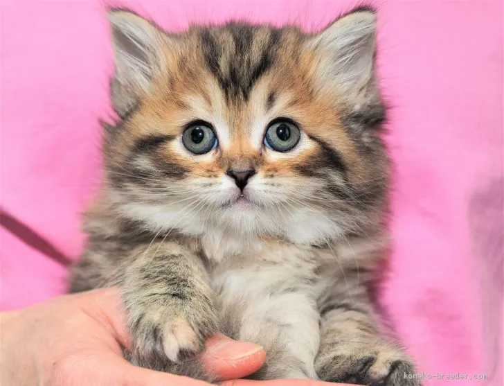 ID:2010-01087の子猫