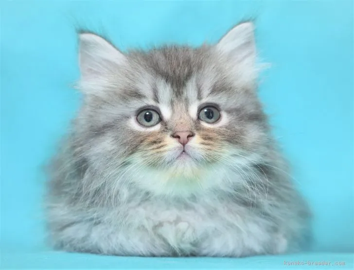 ID：2201-01565の子猫