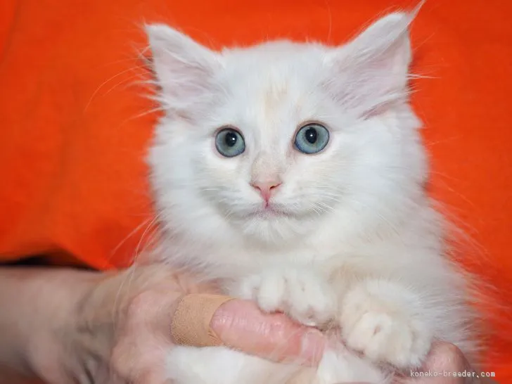 ID:1911-00348の子猫