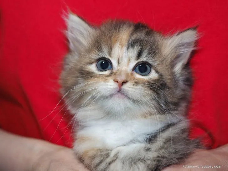 ID:1909-00723の子猫