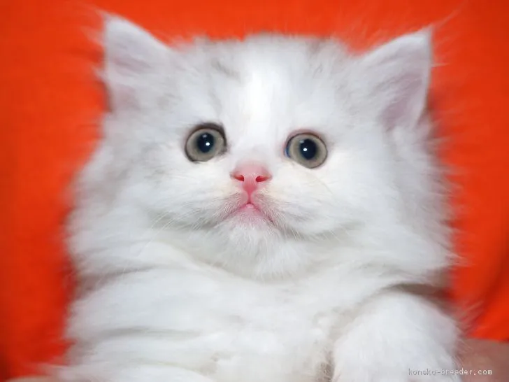 ID:1911-00415の子猫