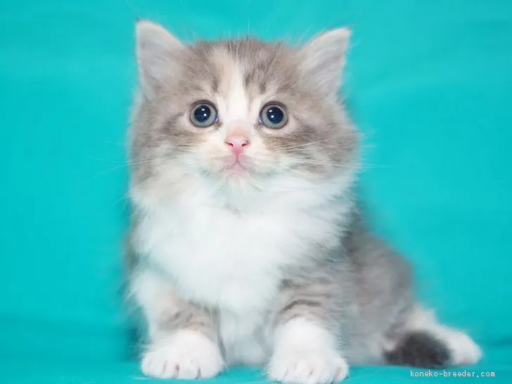 ID:1909-00749の子猫