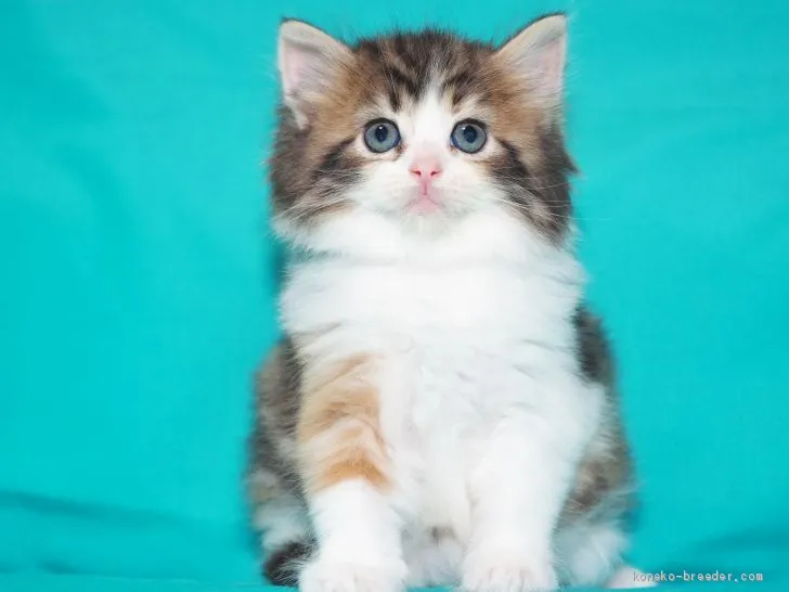 ID：1909-00742の子猫