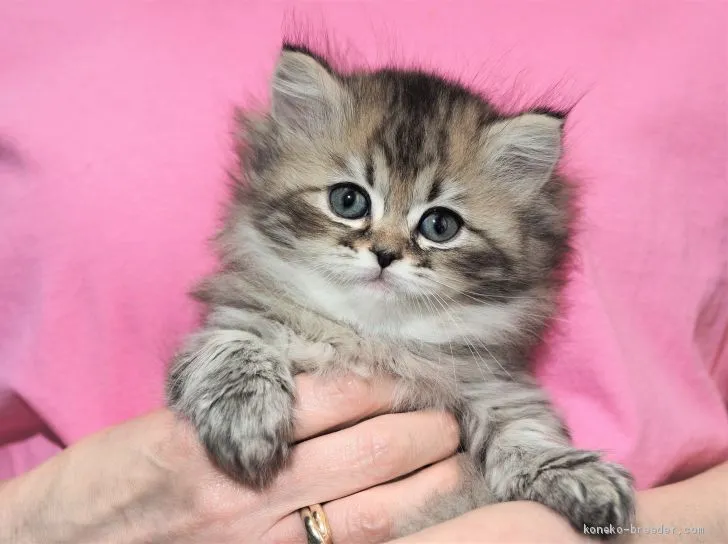ID:2101-01705の子猫