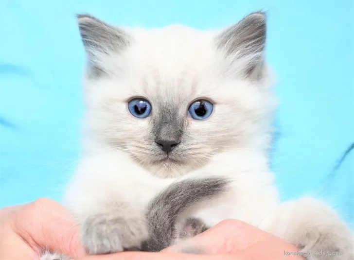 ID:2005-02180の子猫