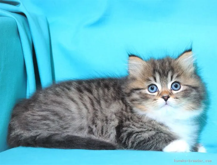 ID：2112-01312の子猫