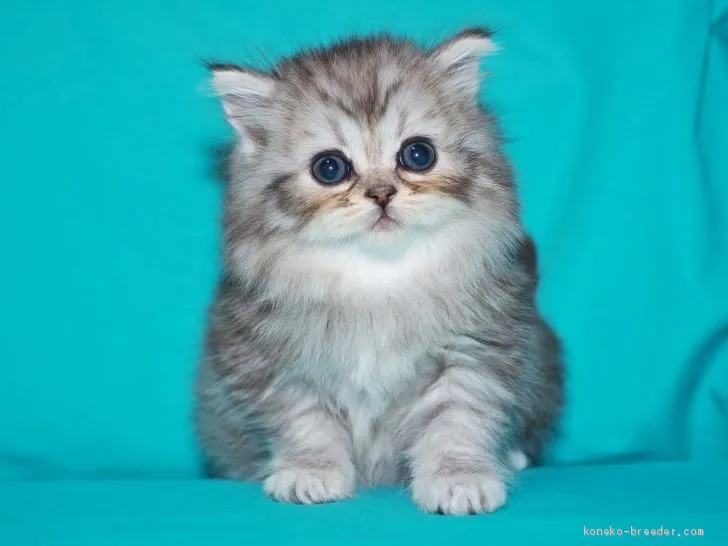 ID:1910-01832の子猫