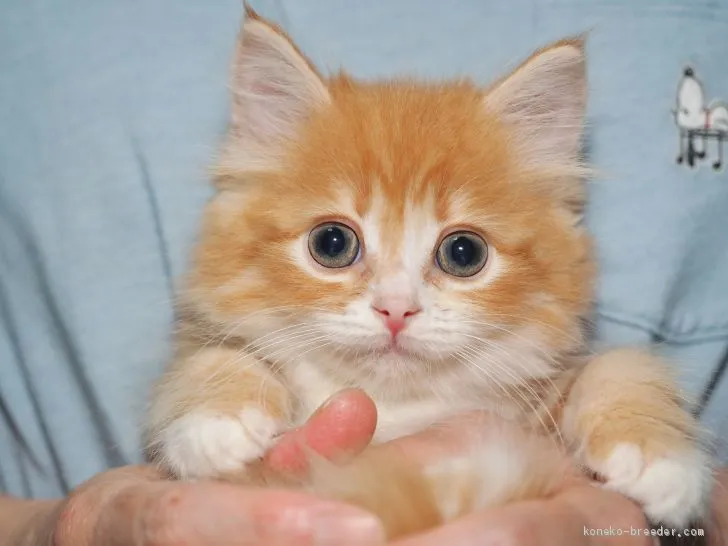 ID:1909-01892の子猫