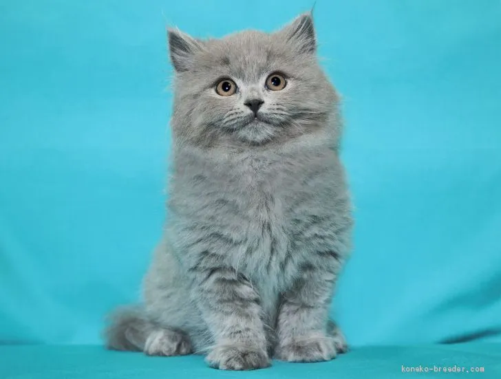 ID：2006-01803の子猫