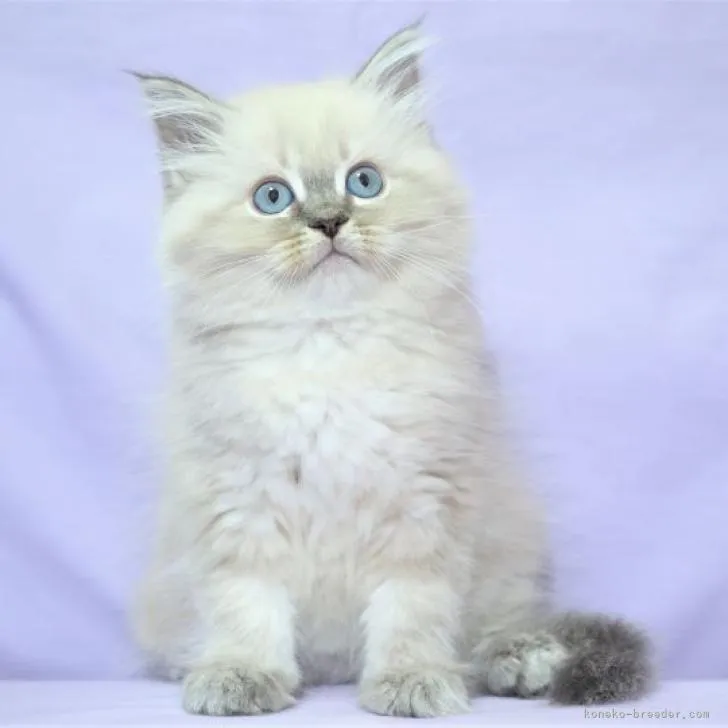 ID:2211-01997の子猫
