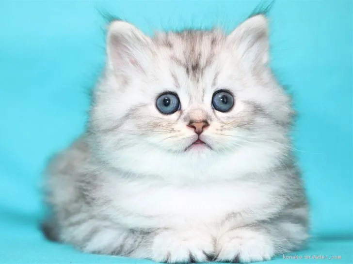 ID：2006-01686の子猫