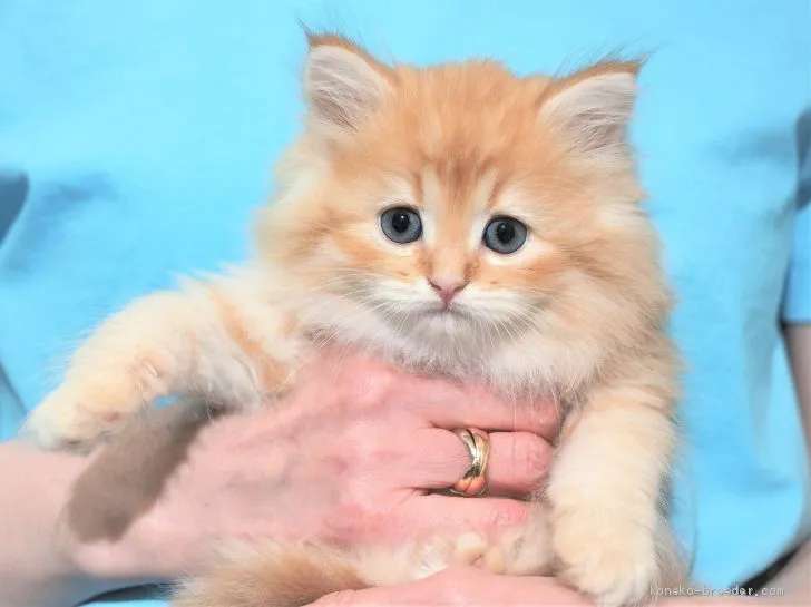 ID：2101-01861の子猫