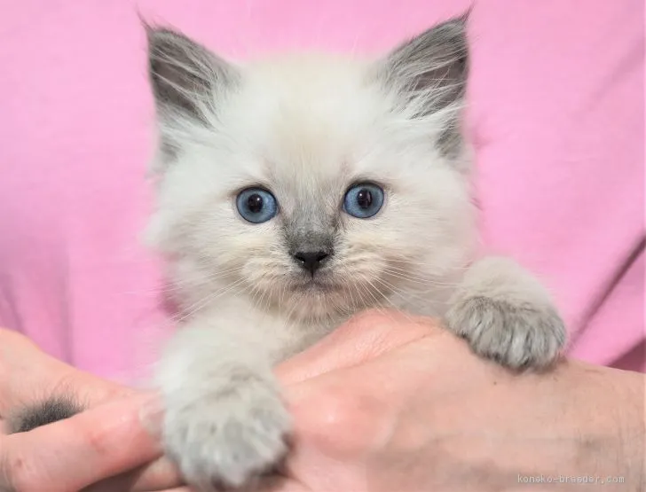 ID:2009-01307の子猫