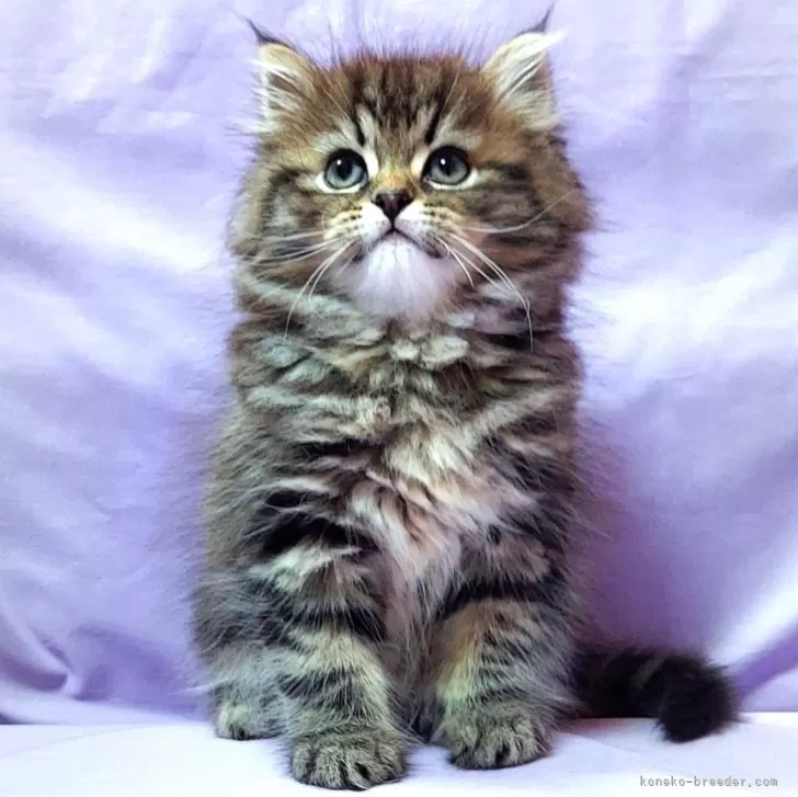 ID:2402-00342の子猫
