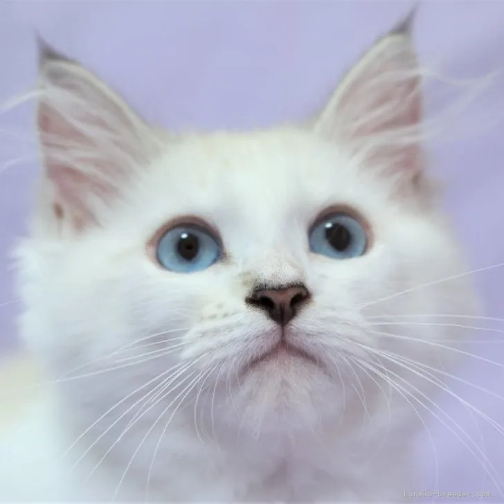 ID:2309-01635の子猫