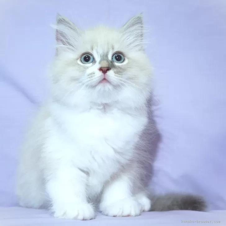 ID：2406-01372の子猫