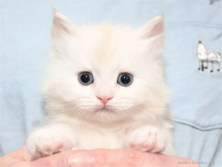 ID：2005-00521の子猫