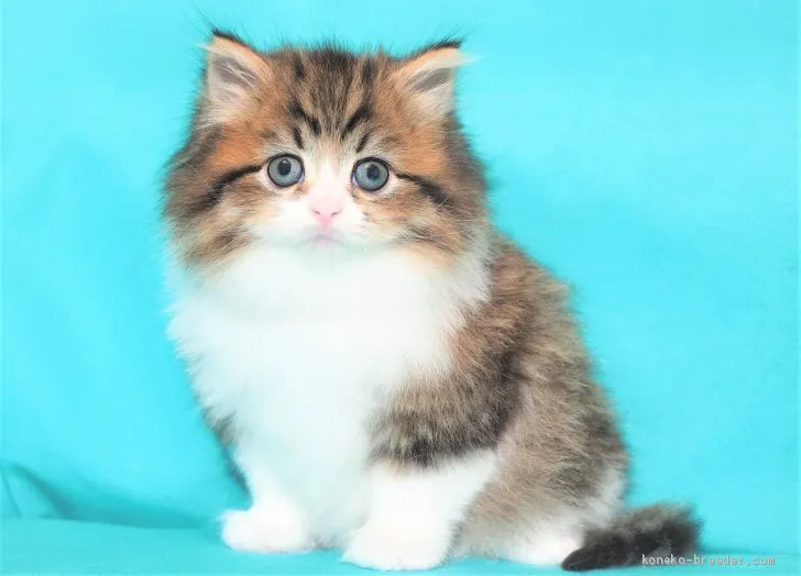 ID:2012-01009の子猫