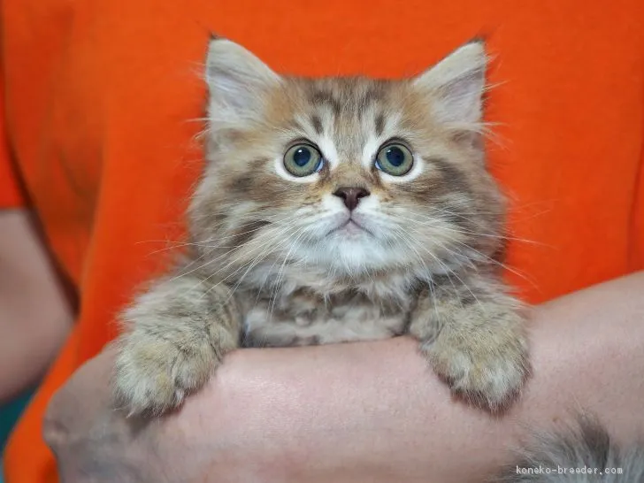 ID：1907-00079の子猫