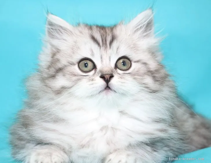 ID：2004-02053の子猫