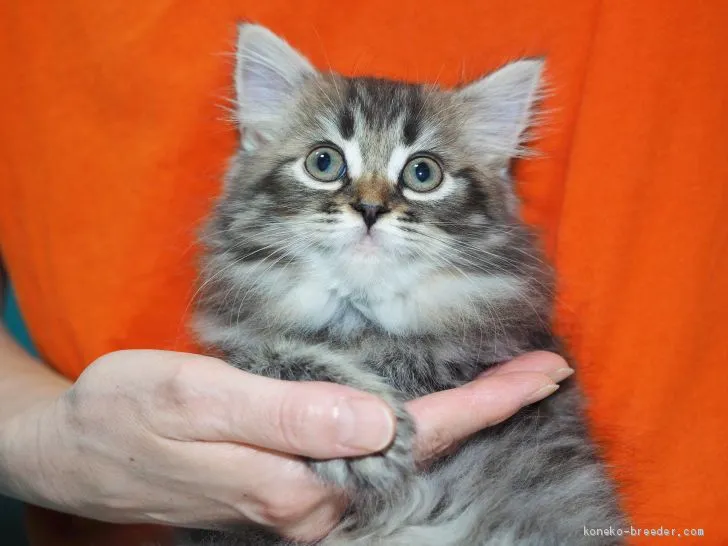 ID：1908-00338の子猫