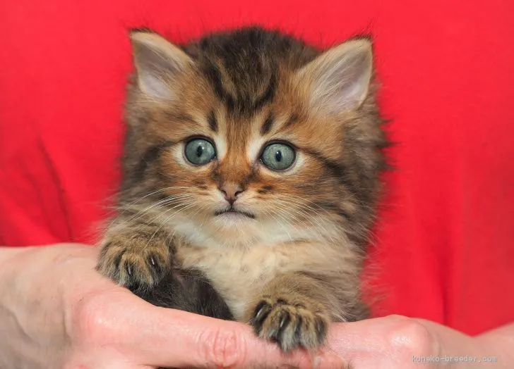 ID:2002-01317の子猫